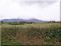 Undulating farmland west of the Kilmegan Road