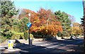 Autumn colours in Main Street, Dundrum