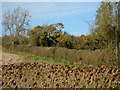 Sunflower patch, Beere Manor farm