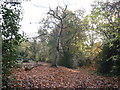 Footpath to Normandy Common