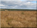 NY6372 : Cleared plantation on Berry Rigg by Mike Quinn