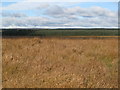 NY6372 : Cleared plantation southeast of Jerrycalf Rigg by Mike Quinn