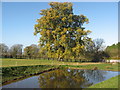 Magnificent Oak Tree in autumn colours reflected in Stowey Manor duckpond