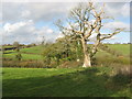 Prominent dead oak tree marking field boundary