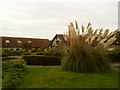 Pampas grass at Abbey Farm Cottages