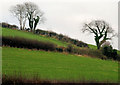 Hedges near Downpatrick