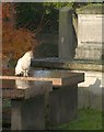 Churchyard cat, Wimbledon