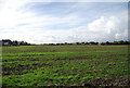 Field on the edge of Iwade