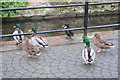 Ducks at Sleaford