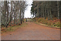 Forestry road into Inshriach Forest