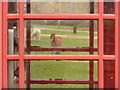 Ibsley: ponies through a phone box