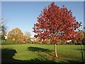 Acer, Holland Garden