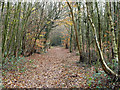 Path, Banstead Heath