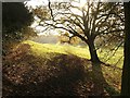 Field and tree, Dorney Wood