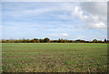 Winter wheat near Swaysdown Game Farm