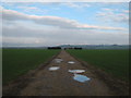 Track to barns in the Romney Marshes