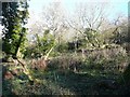 Trees on North Road Meadows, Bath