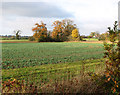 TF6504 : Autumnal trees on field boundary beside Fincham Road, Crimplesham by Evelyn Simak