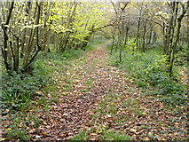 ST9631 : Woodland path, Flat Copse by Maigheach-gheal