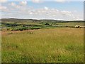 Hay meadow near Dunbeath