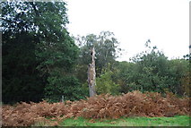 TQ5733 : Dead tree trunk, Rocks Wood by N Chadwick