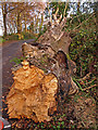 Fallen Tree