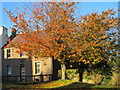 Autumn leaves in the Square, Cockburnspath