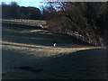 Sheep pastures near Calver