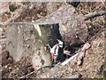 NY6375 : Great spotted woodpecker by Mike Quinn