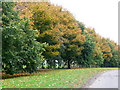 Trees, The Neuk