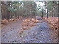 Path through the woods