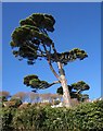 Pine, Salcombe