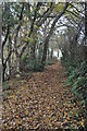 SY1198 : East Devon : Leafy Path by Lewis Clarke