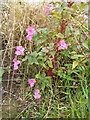 Himalayan Balsam near Dronley Burn