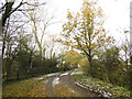 Autumnal country road south of Fressingfield, Suffolk