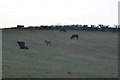 East Devon : Cows on the Hillside