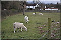 East Devon : Sheep in a Field