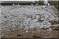 East Devon : Chickens on the Hillside