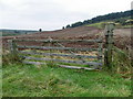 Potato field, Rochel Hill