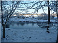 Cattle in the snow next to the River Wye