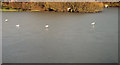 Frozen duck ponds, Newtownards (1)