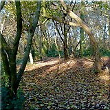 SO9095 : Park Coppice on Colton Hills, Wolverhampton by Roger  Kidd