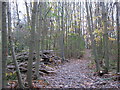 Footpath in Broomhill Wood