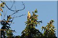 SX9063 : Thrush on yew, Torre Abbey Meadows by Derek Harper