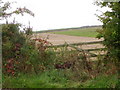 Arable fields, Brackmont