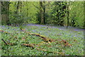 Bluebells, Nower Wood