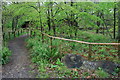 Entrance path, Nower Wood