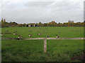 Canada Geese in a paddock