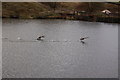 Geese on Jack Lodge