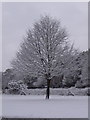 Wallisdown: roadside tree at Boundary Road